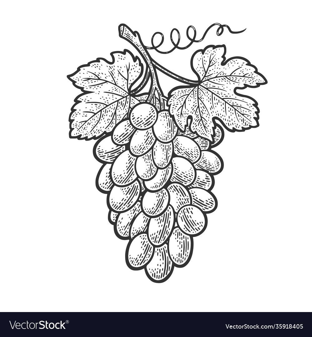 Виноград литография вектор