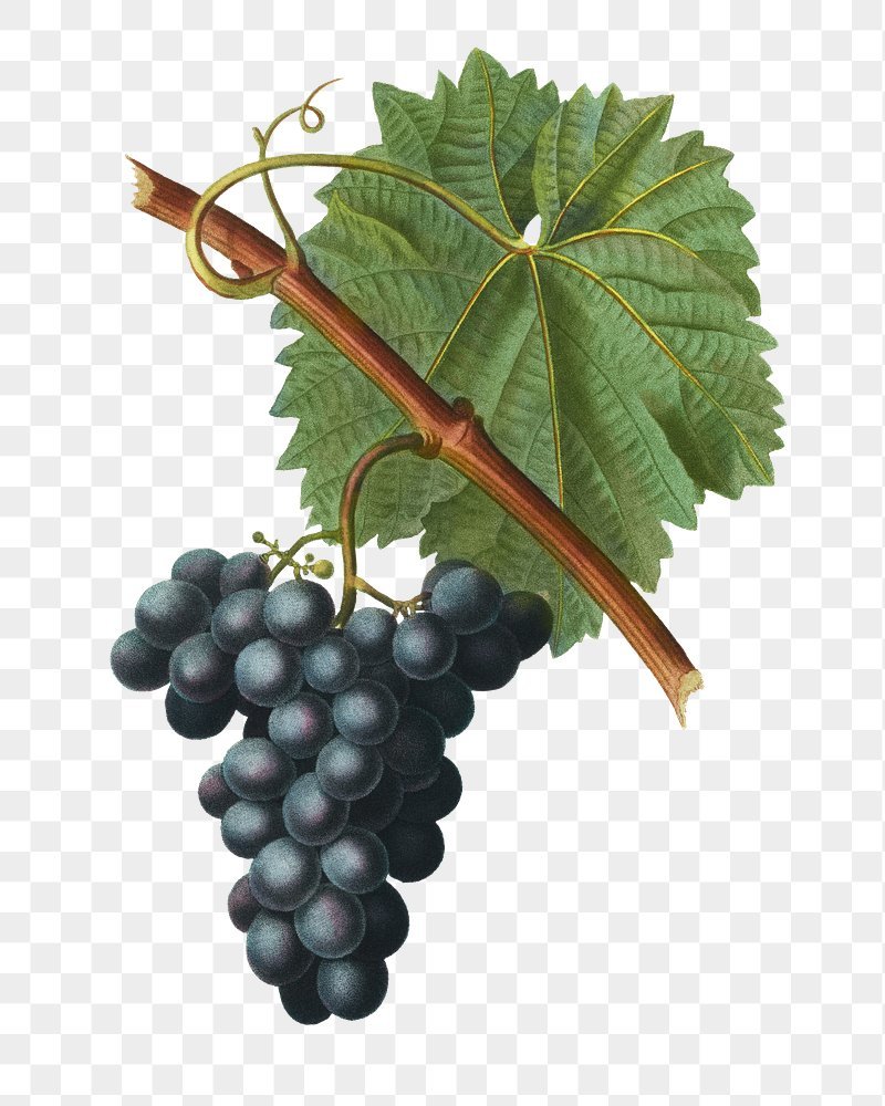 Виноградная гроздь рисунок