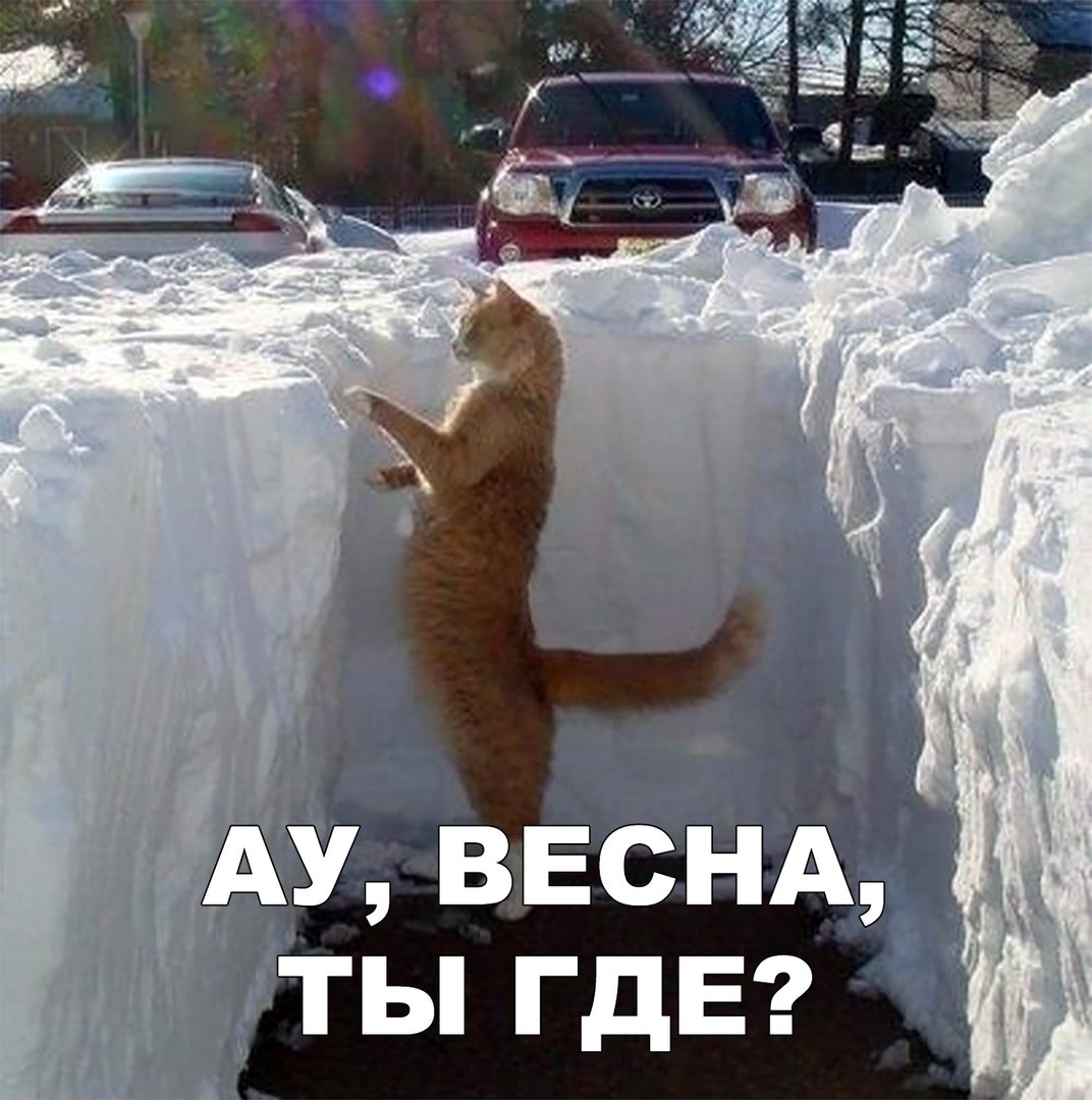 Снег смешная картинка. Сугробы прикол. Снега навалило. Кот в сугробе. Кот в сугробе смешной.