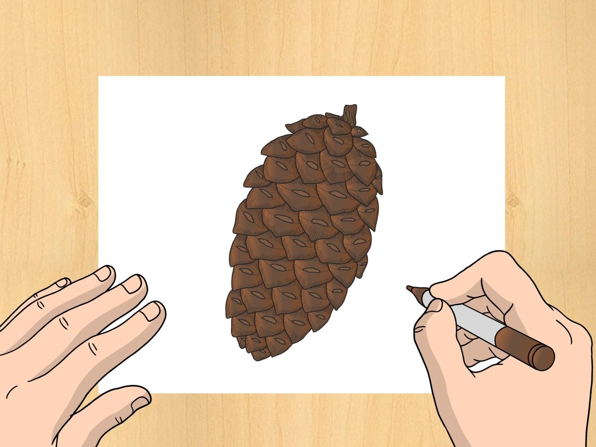 Pine Cones вектор