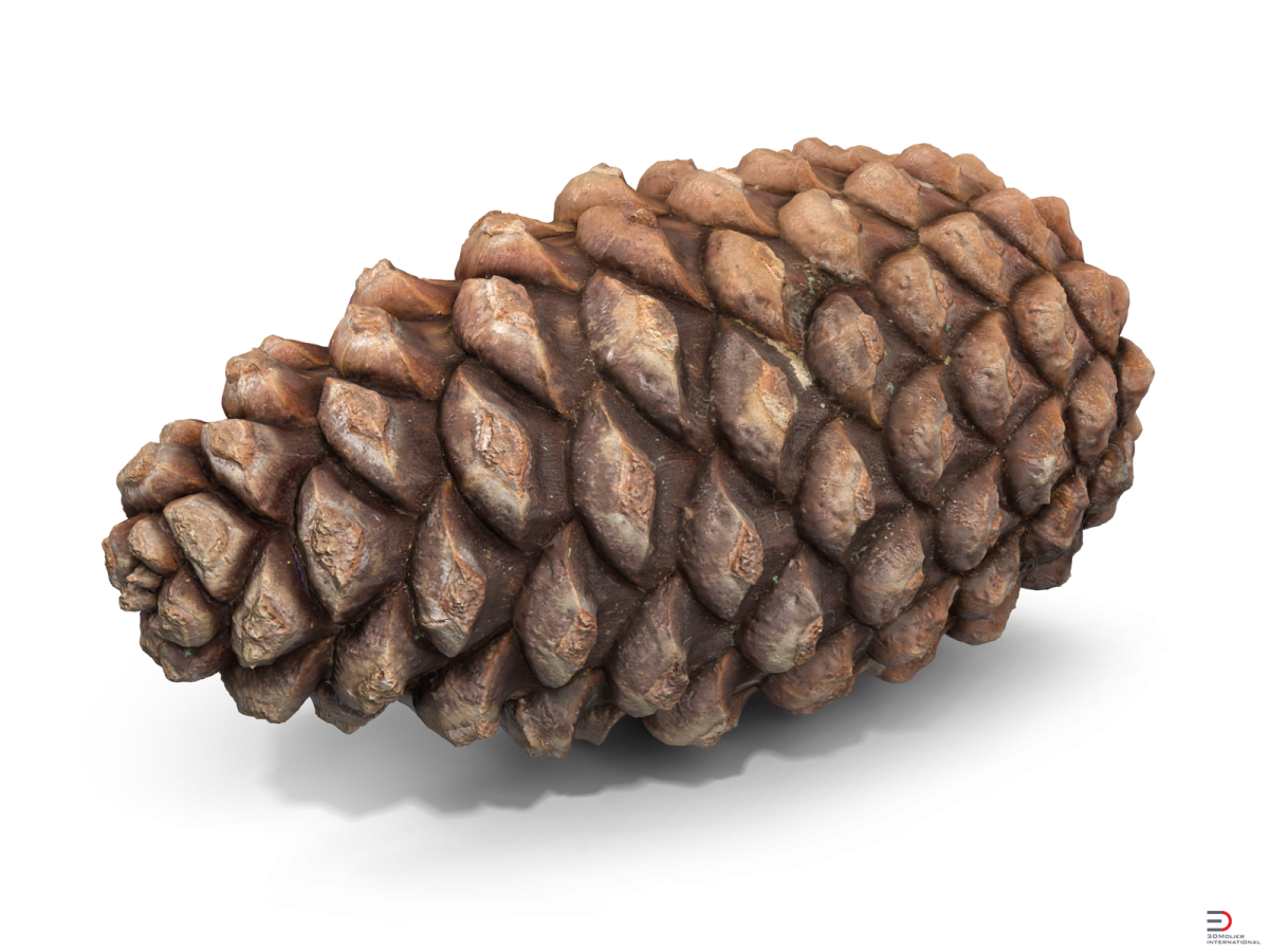 Ветка сосны с шишками