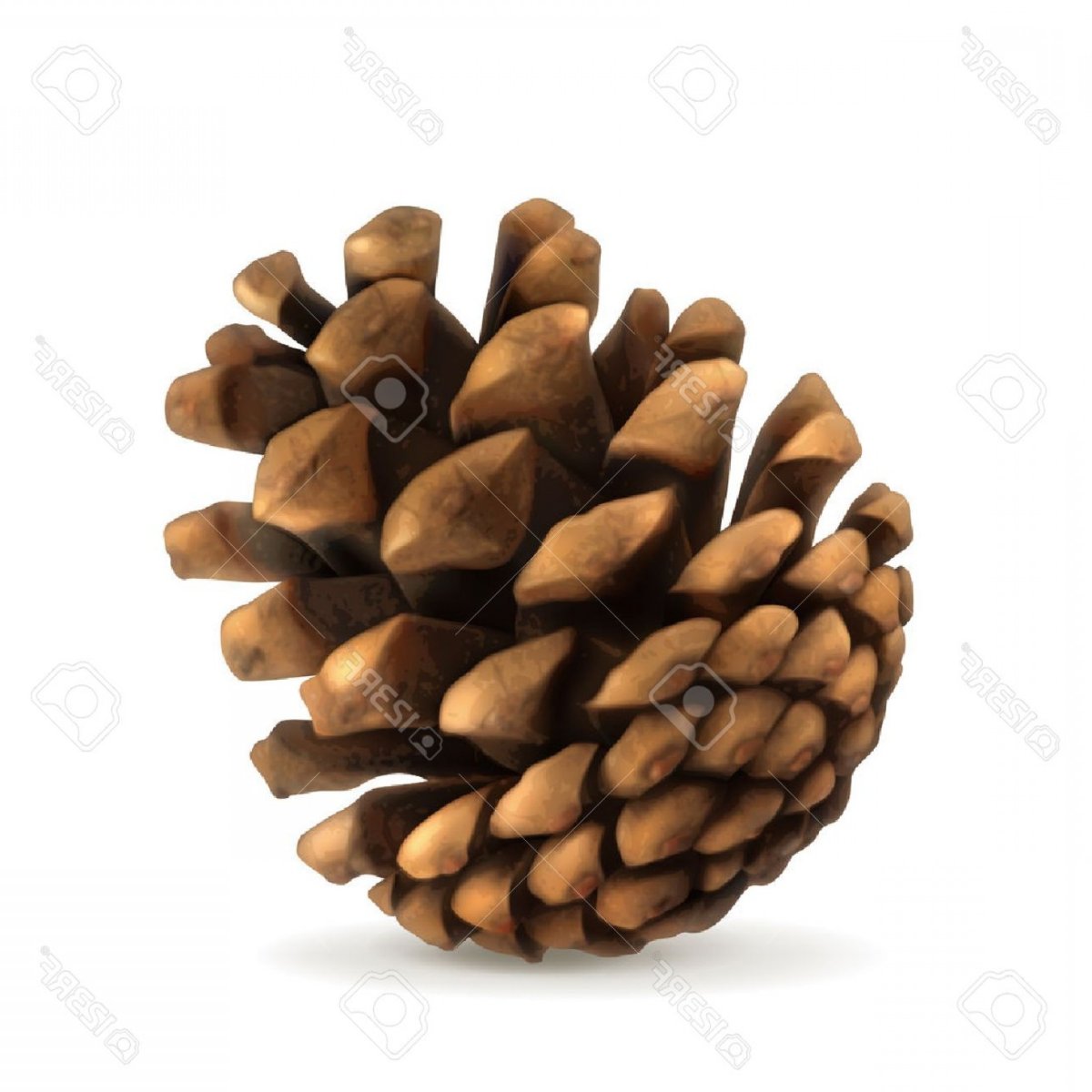 Шишки на прозрачном фоне