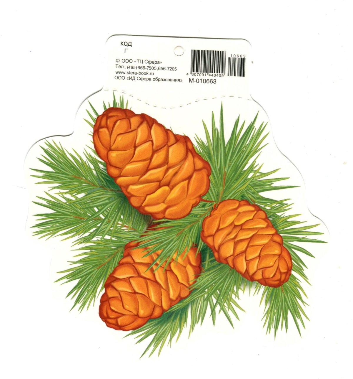 Занятие с детьми шишки