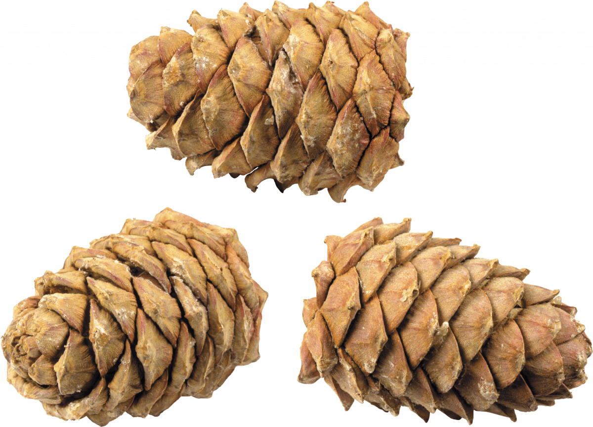 Еловые шишки