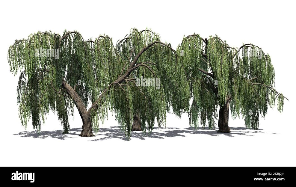 Ива на белом фоне