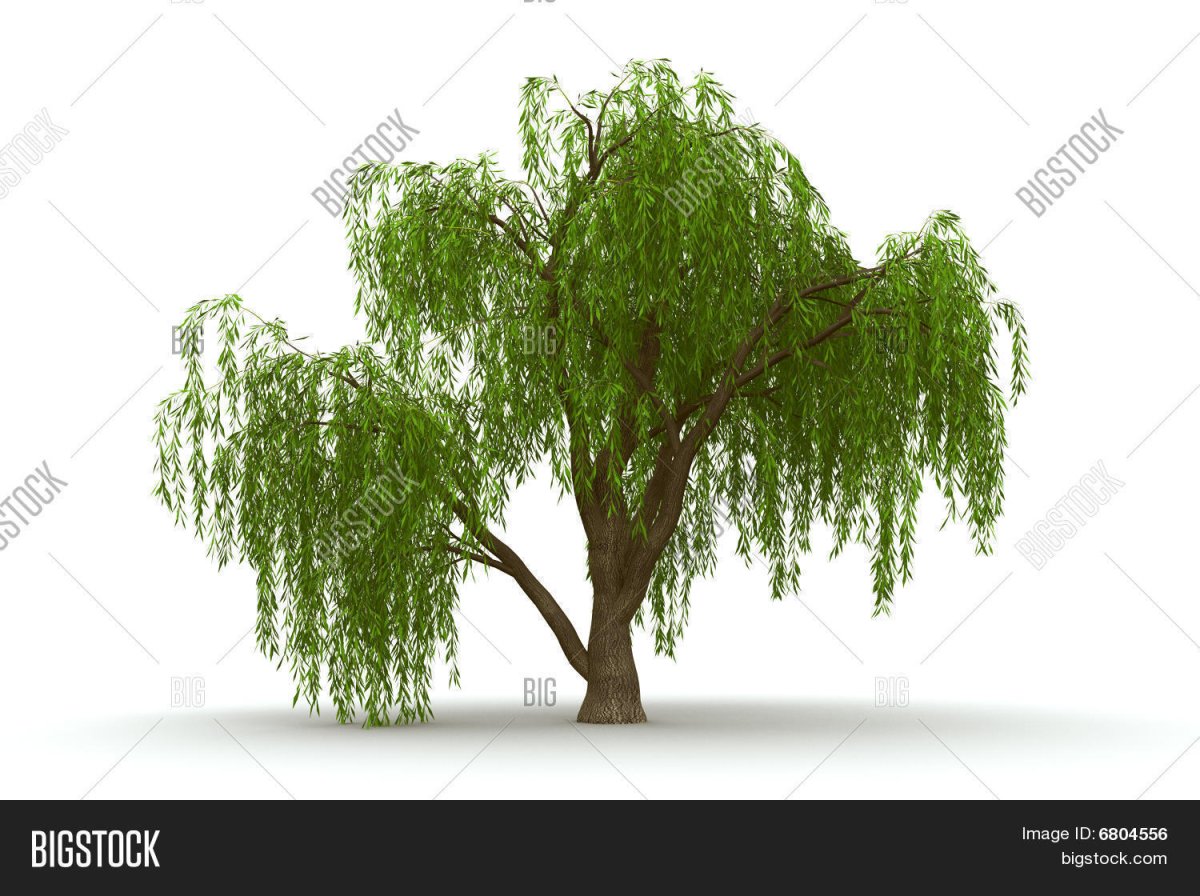 Ива дерево для детей