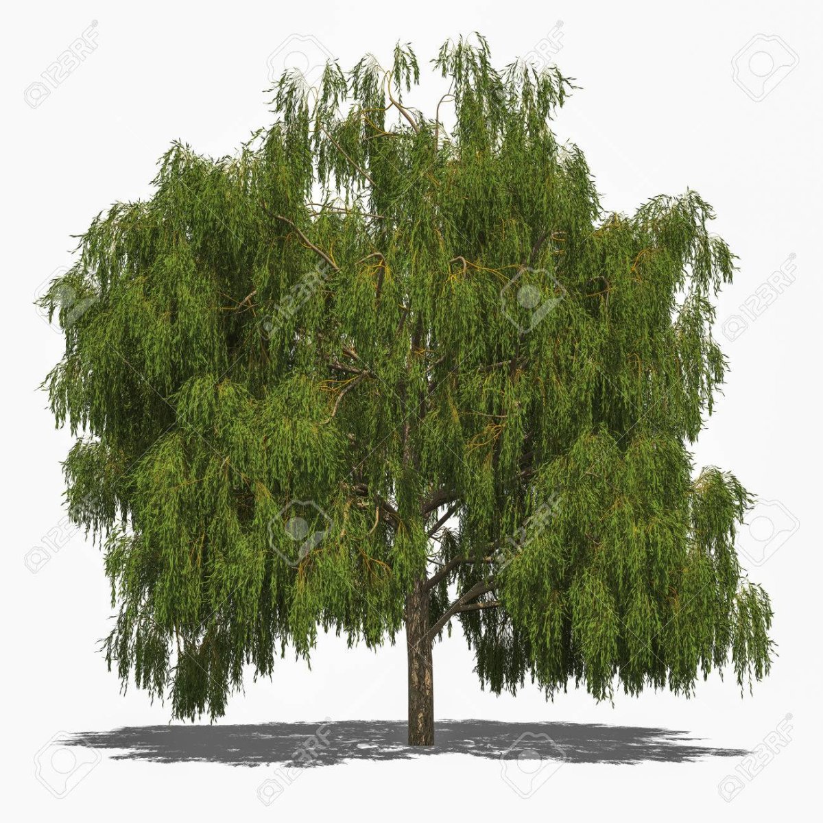 Плакучая Ива для детей