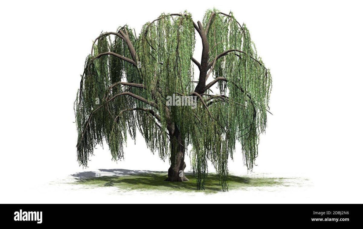 Willow Tree 3d model