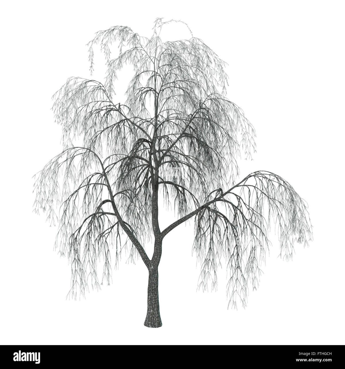 Ива Свердловская плакучая