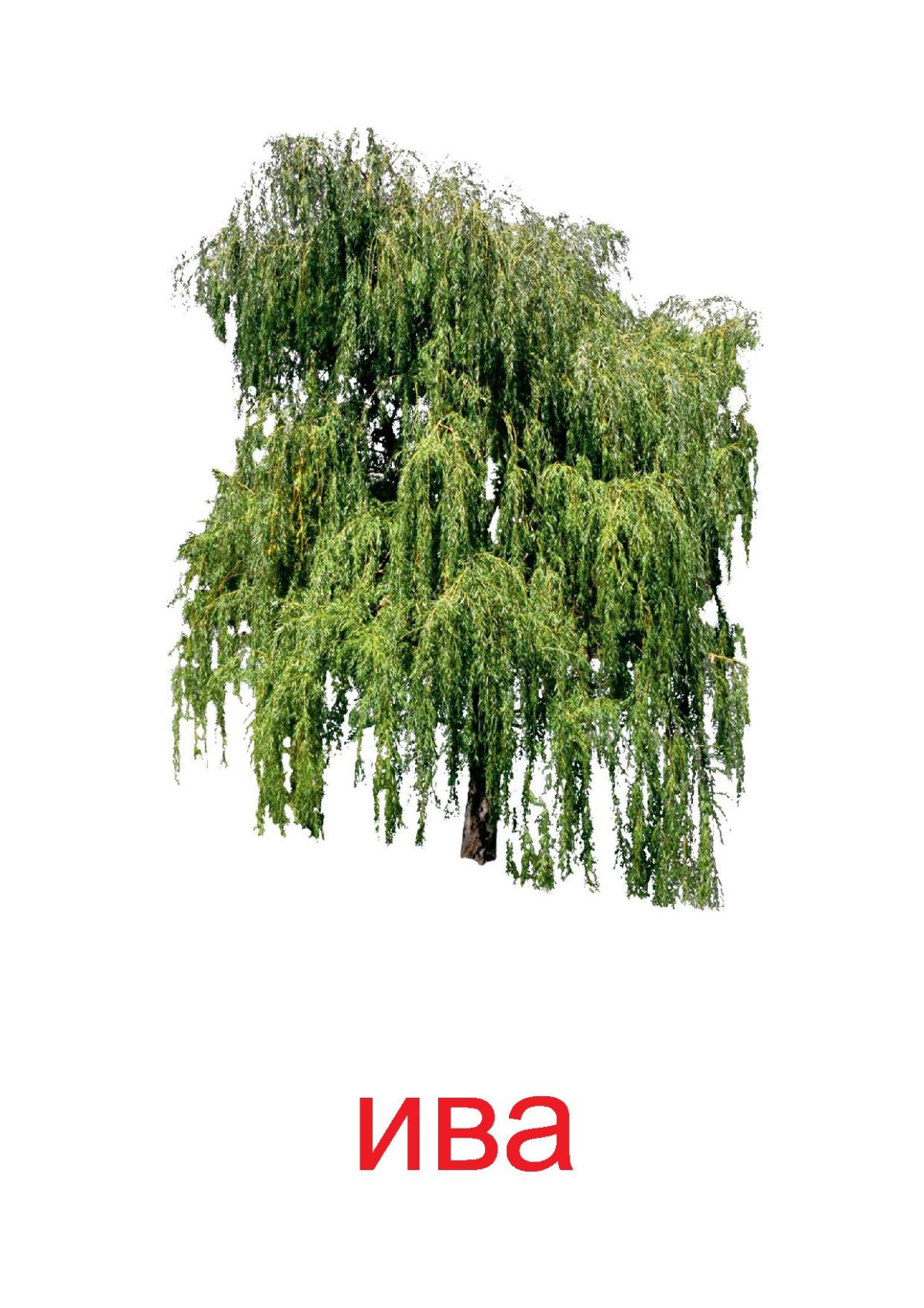 Плакучая Ива дерево рисунок