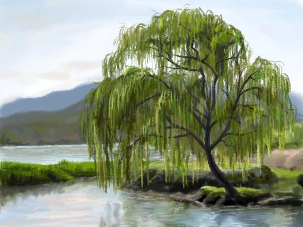 Нарисовать дерево вербы