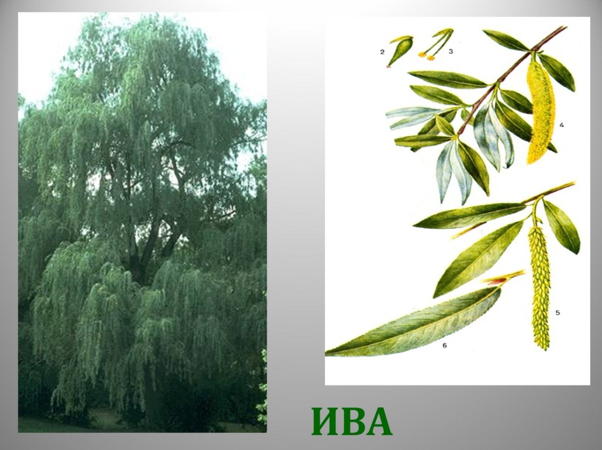 Willow Tree 3d