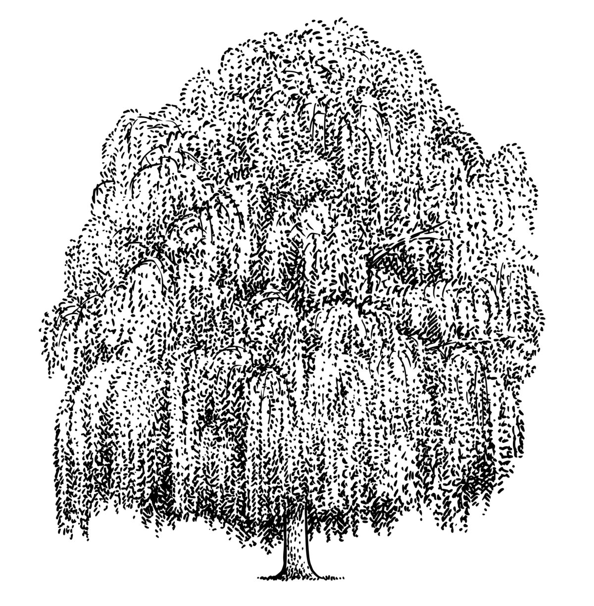 Ива рисунок для детей