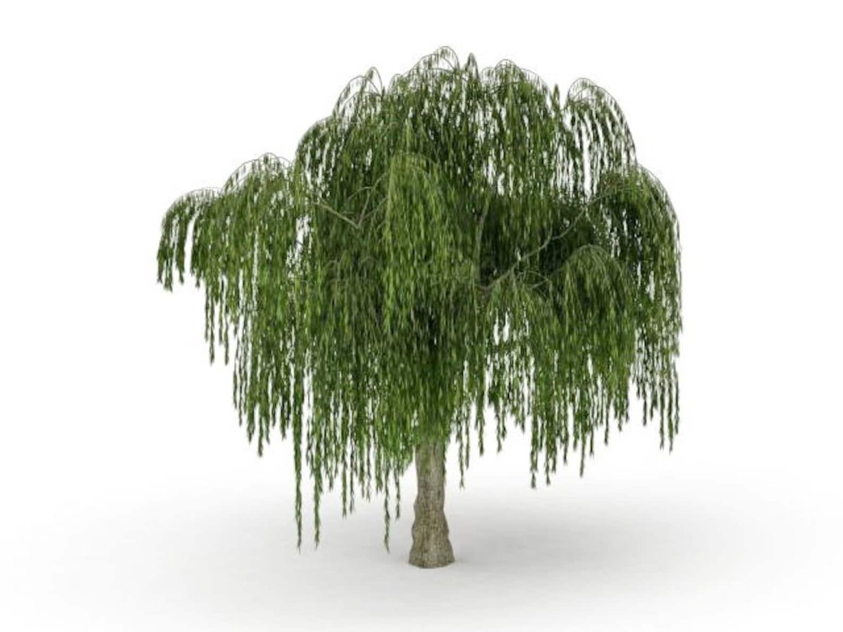 Ветка плакучей ивы