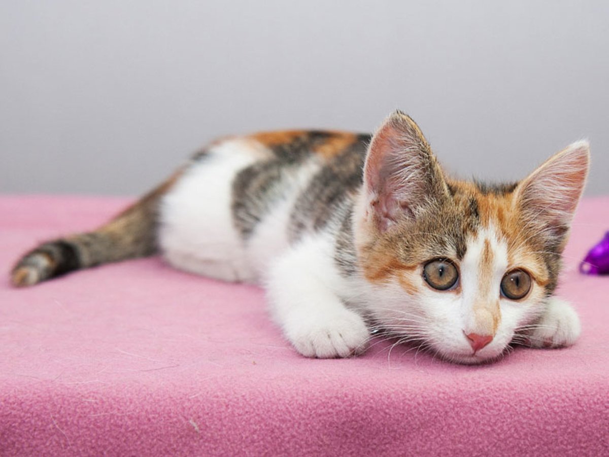 Эгейская трехшерстная кошка