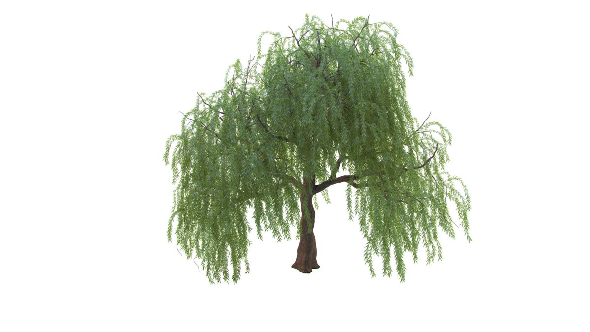 Ива рисунок