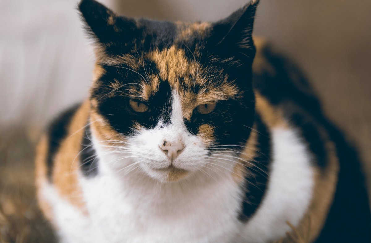 Трехцветный кот