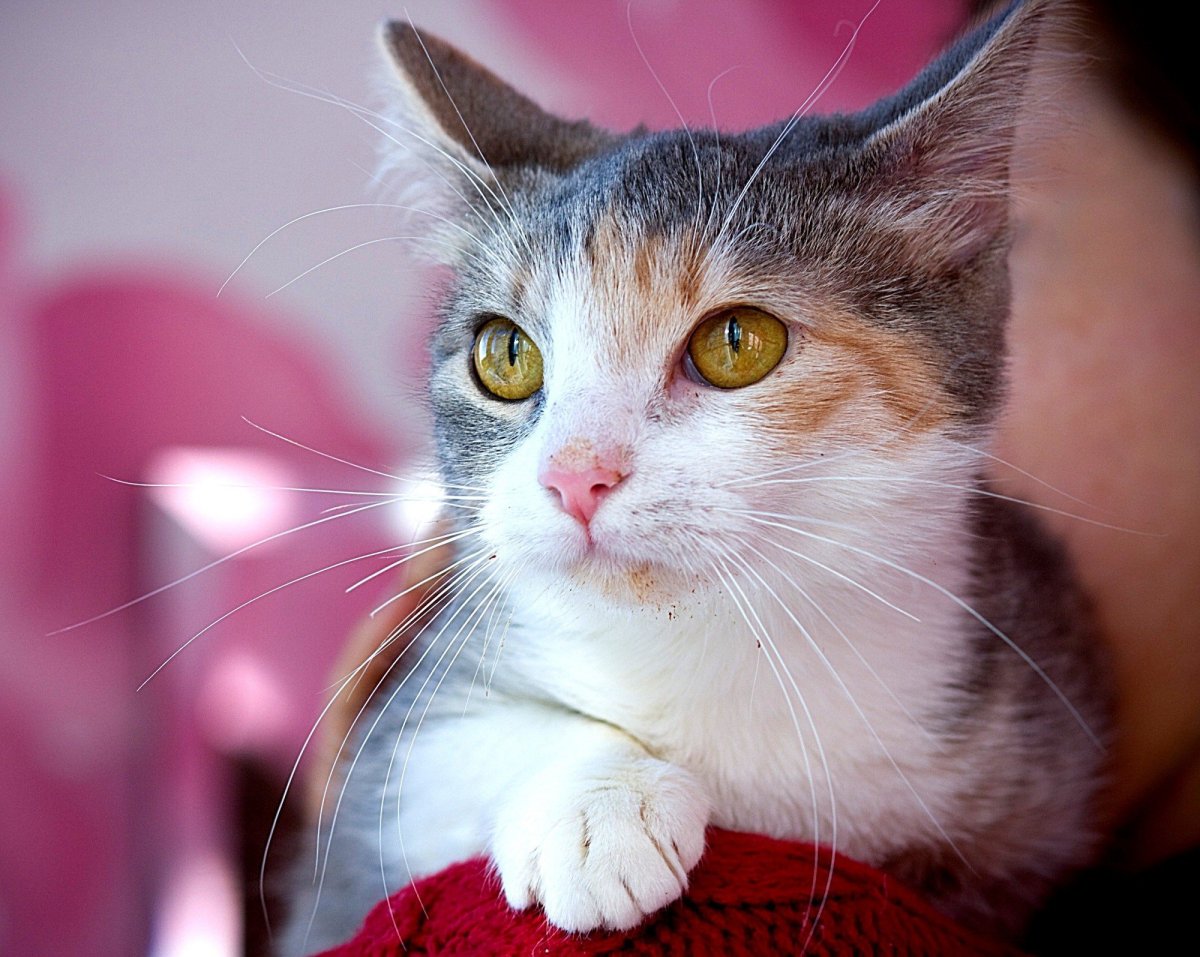 Британская кошка трехцветная