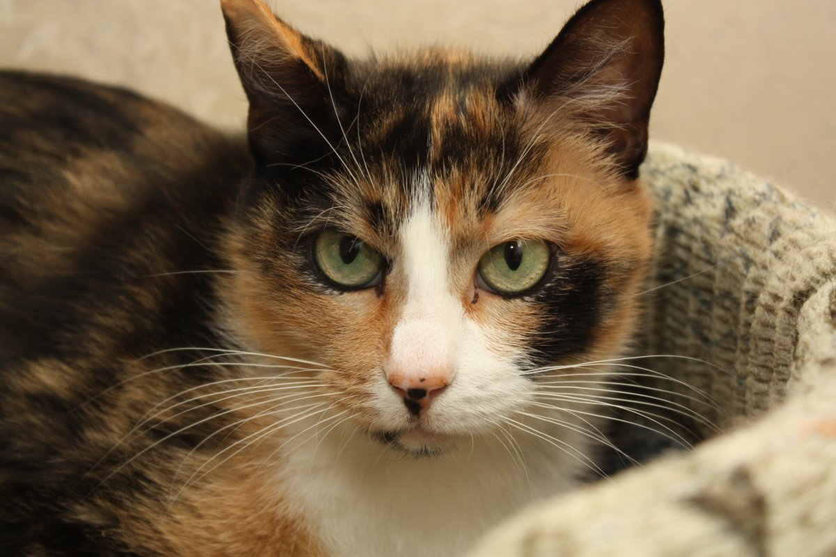 Европейская кошка трехцветная