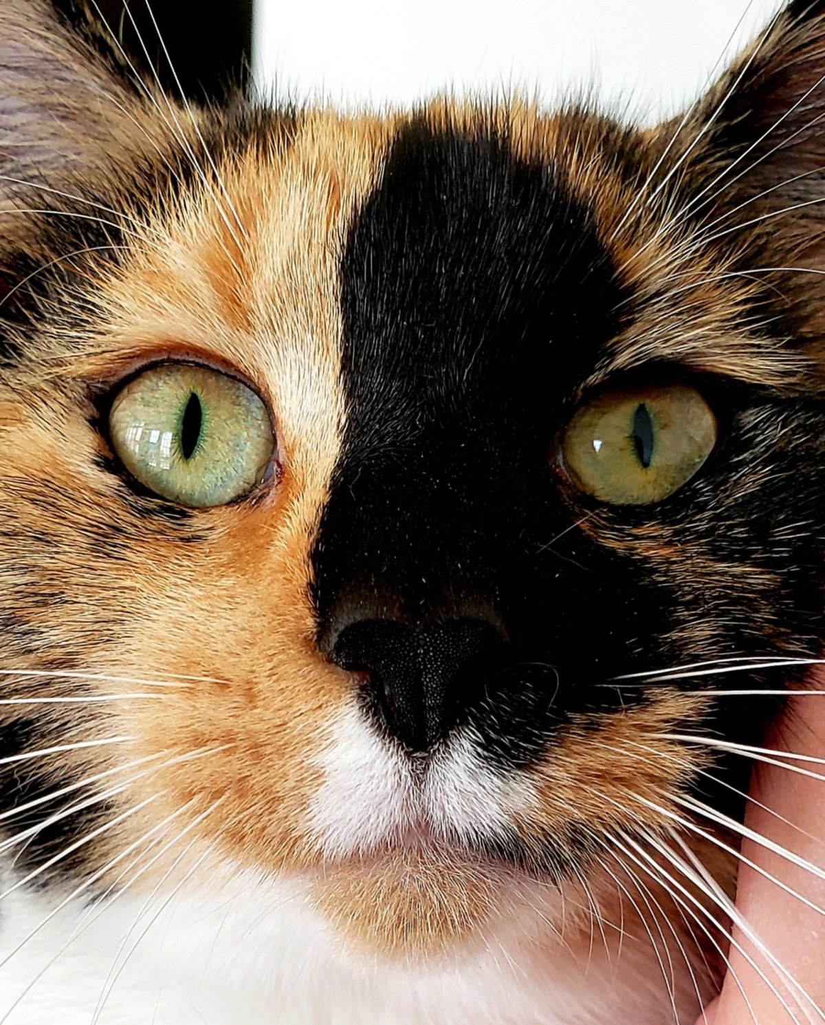 Трёхцветная кошка