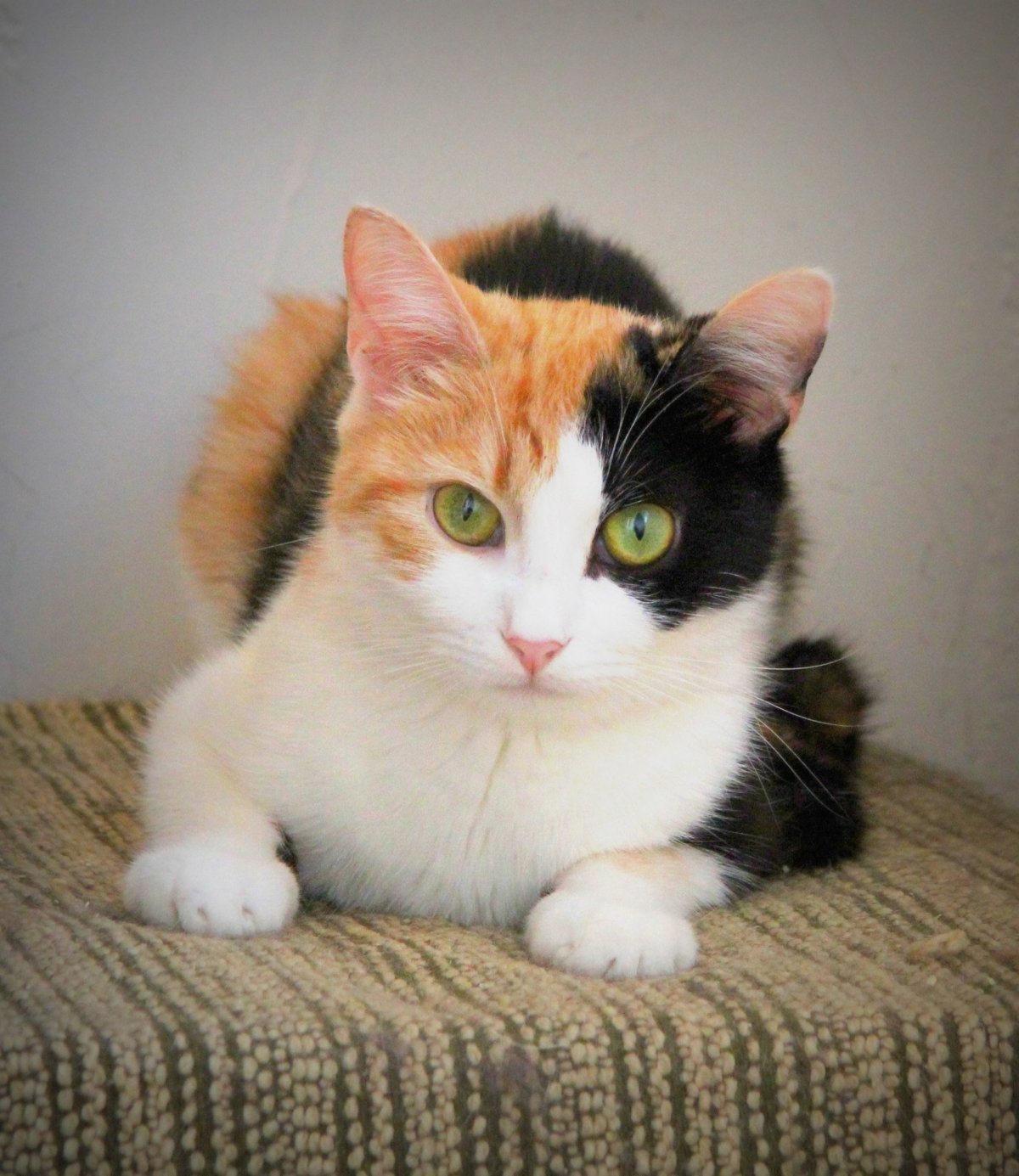 Британская трехшерстная кошка