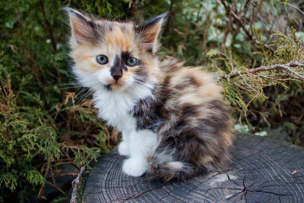 Котята 3 цветные