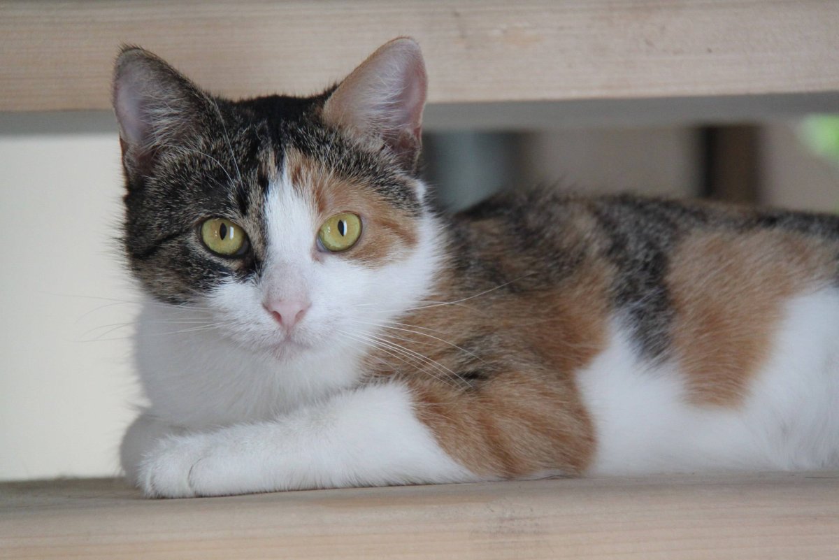 Трехцветная полосатая кошка