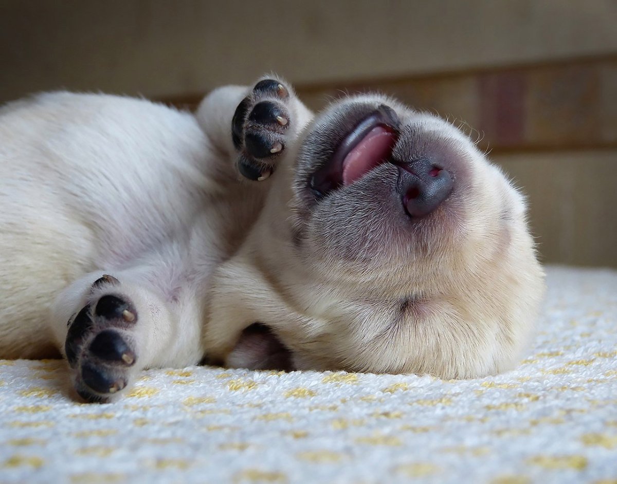 Спящие животные забавные