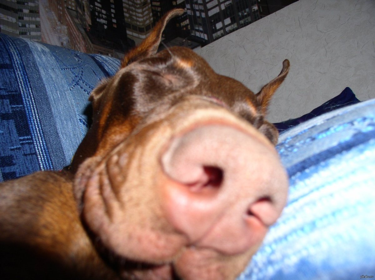 Засоня смешное фото