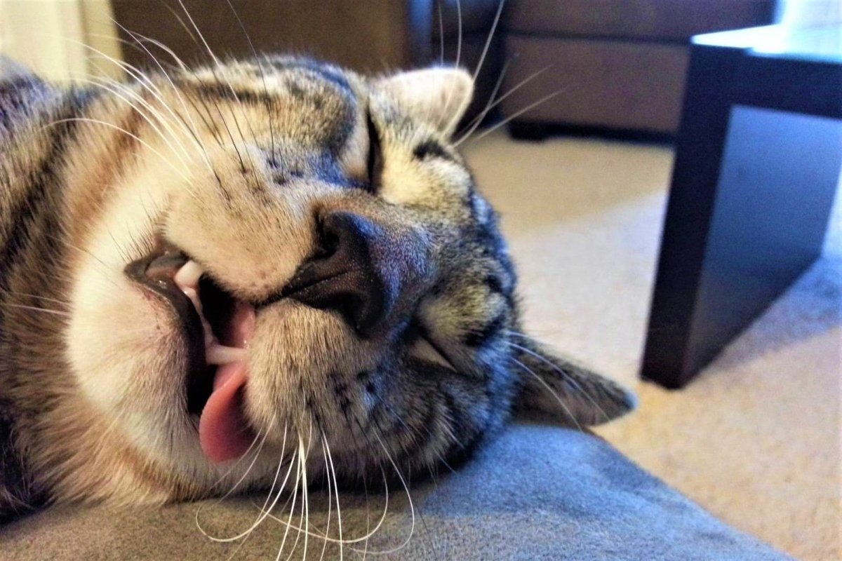 Засоня рисунок