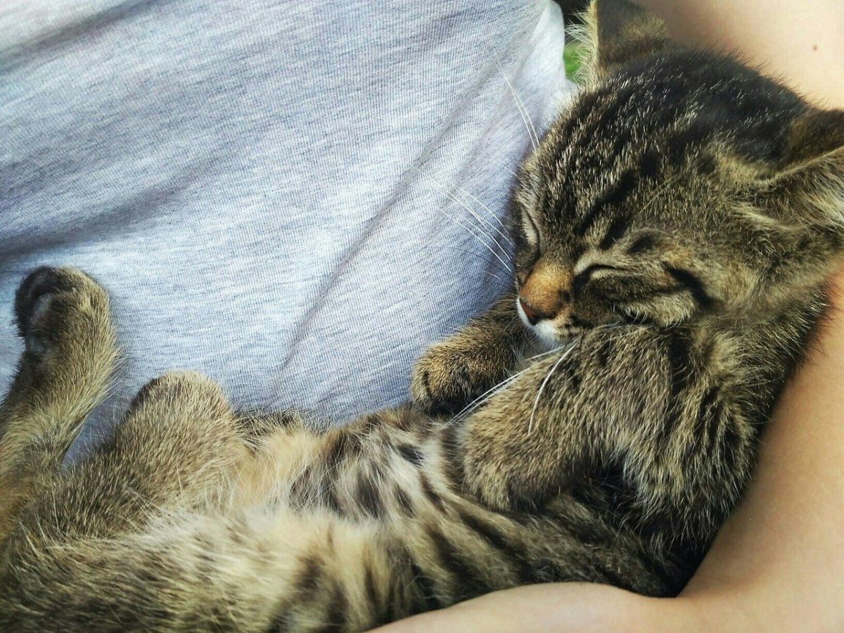 Животные желают спокойной ночи