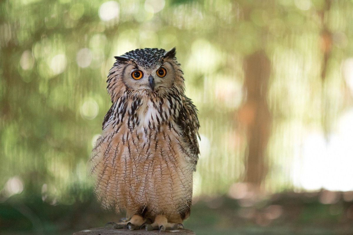 Сова натянутая на Глобус