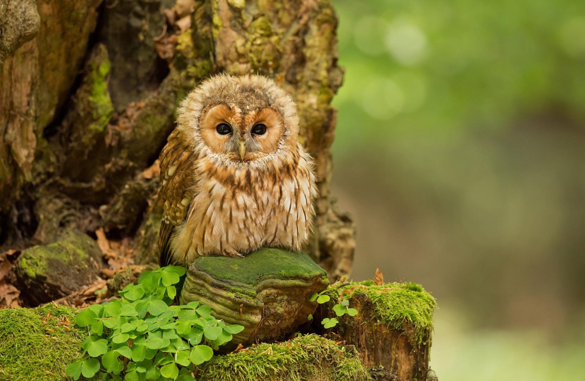 Совенок неясыти