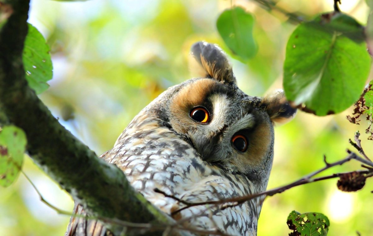 Сычик дом Совы