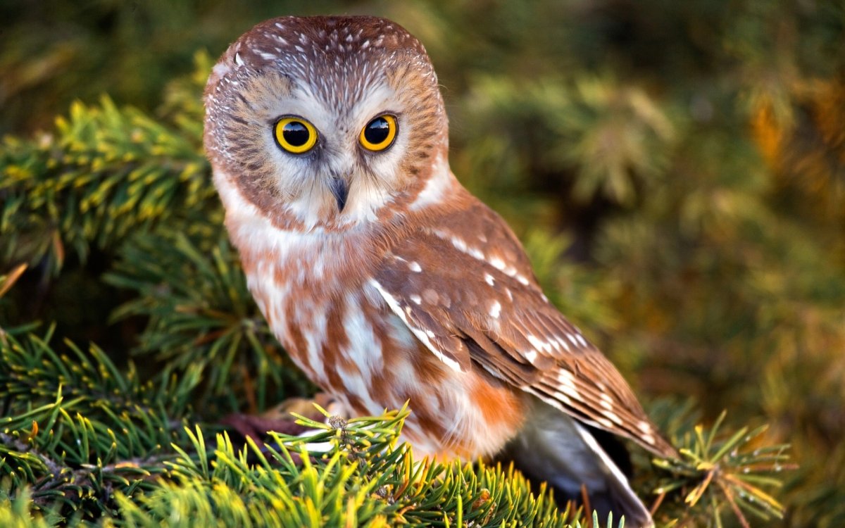 Красивая Сова