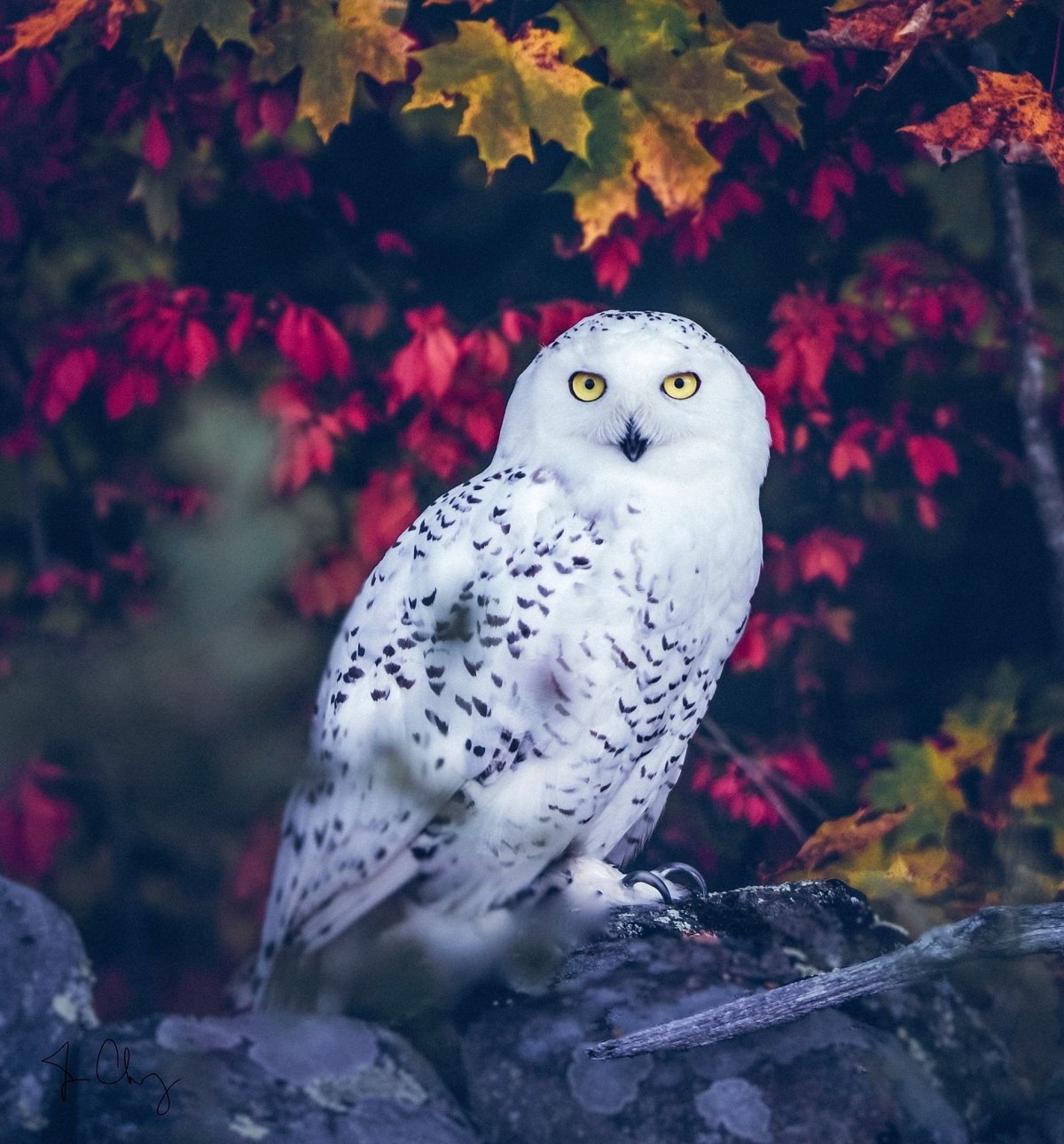 Филин и Сова