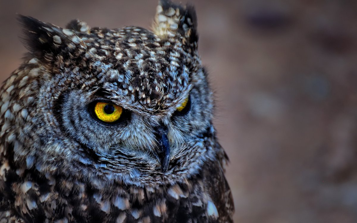 Очень красивая Сова