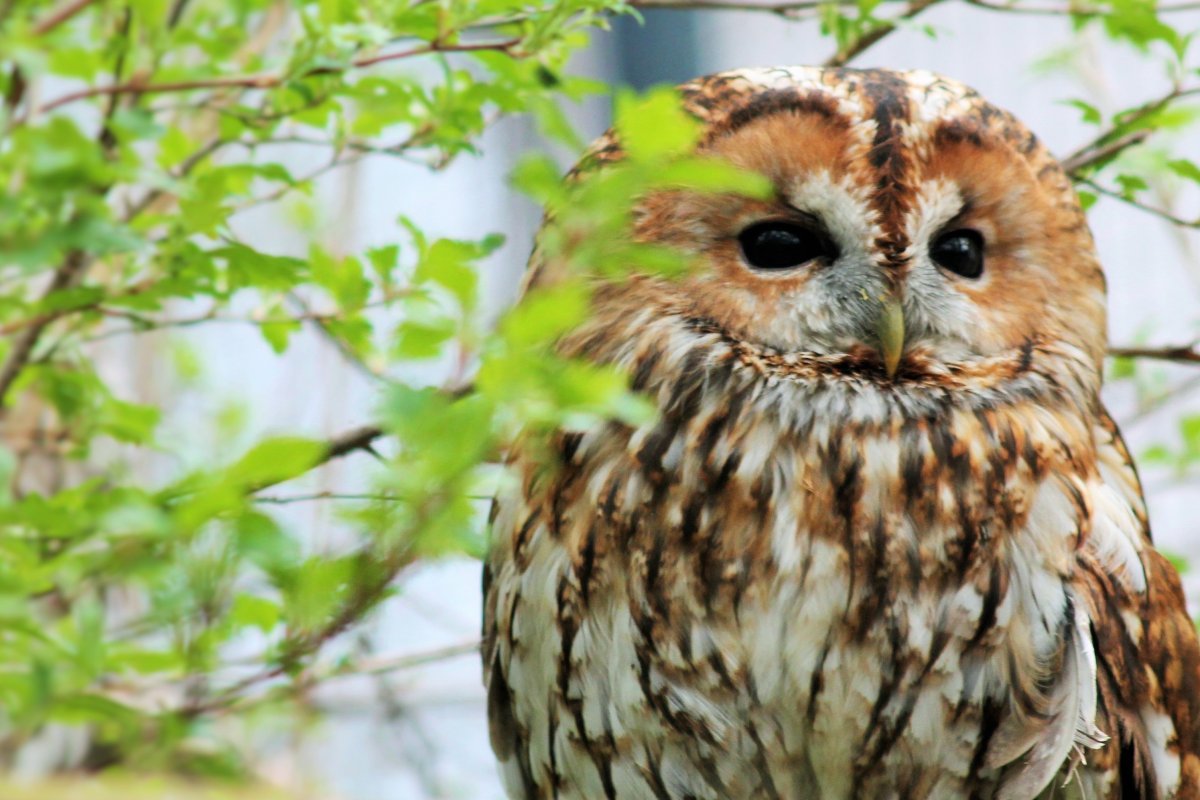 Самые красивые Совы