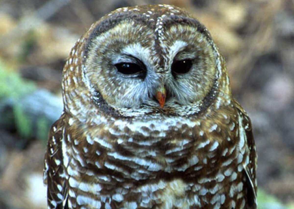 Сова птица