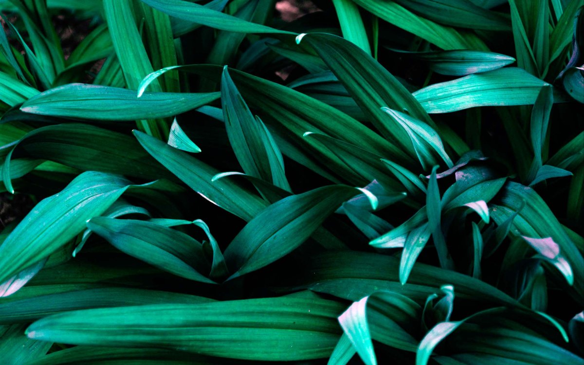 Обои на рабочий стол растения