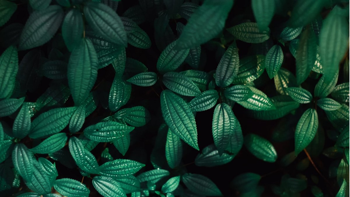 Растение с темно зелеными листьями и черными точками 4