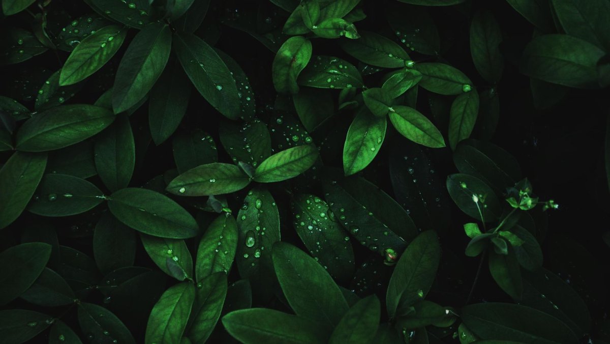 Темно зеленый фон