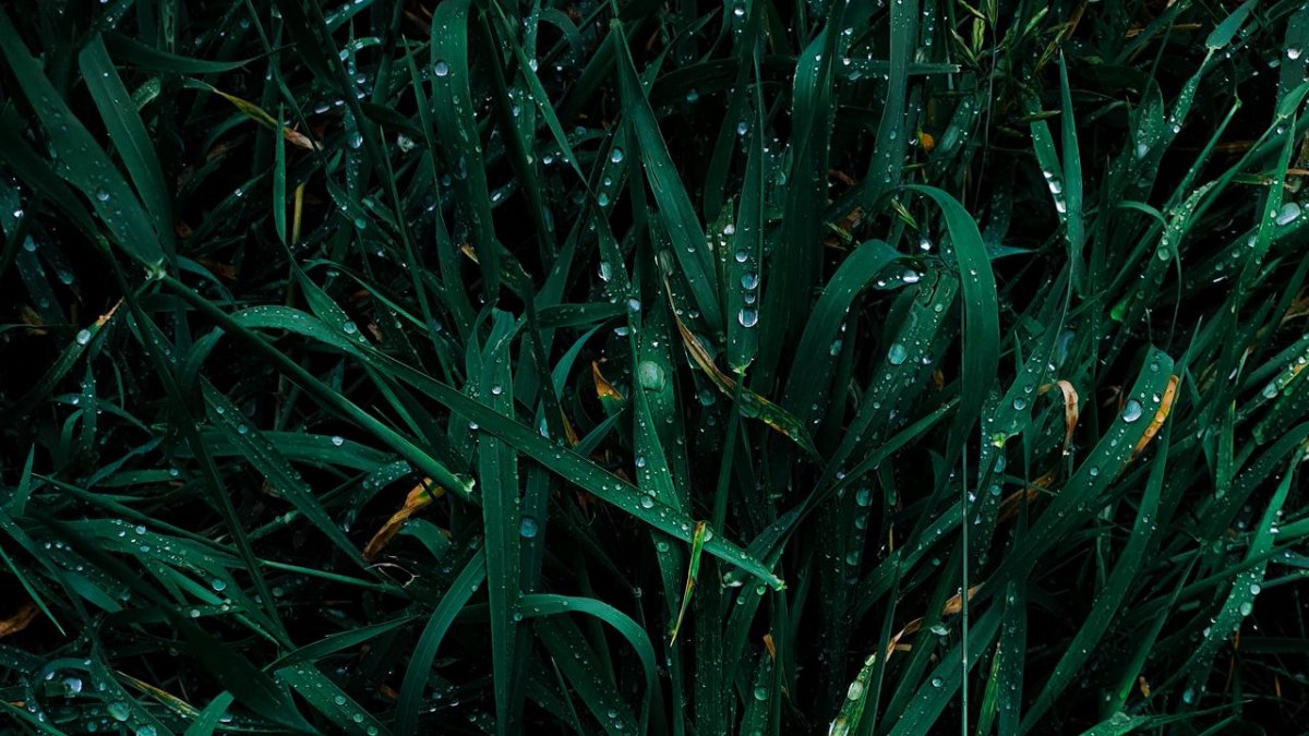 Зелень на рабочий стол