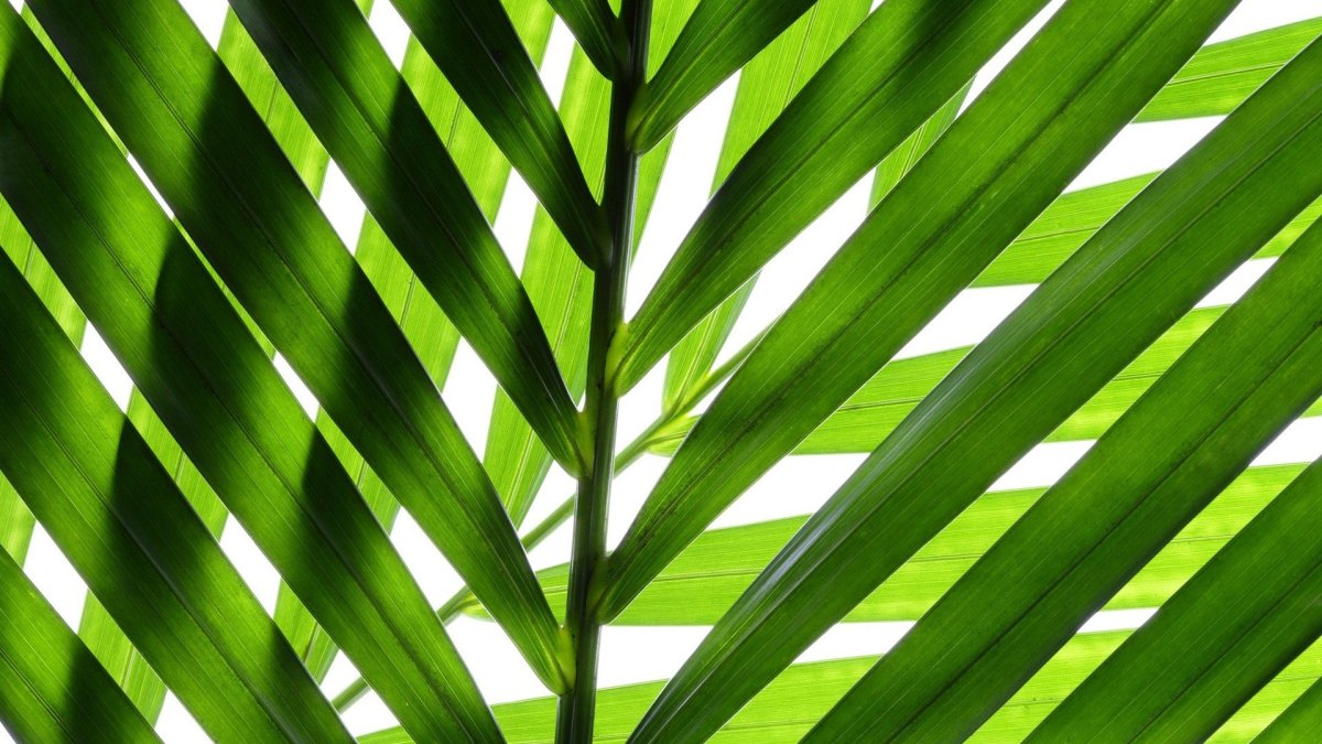 Зеленый лист