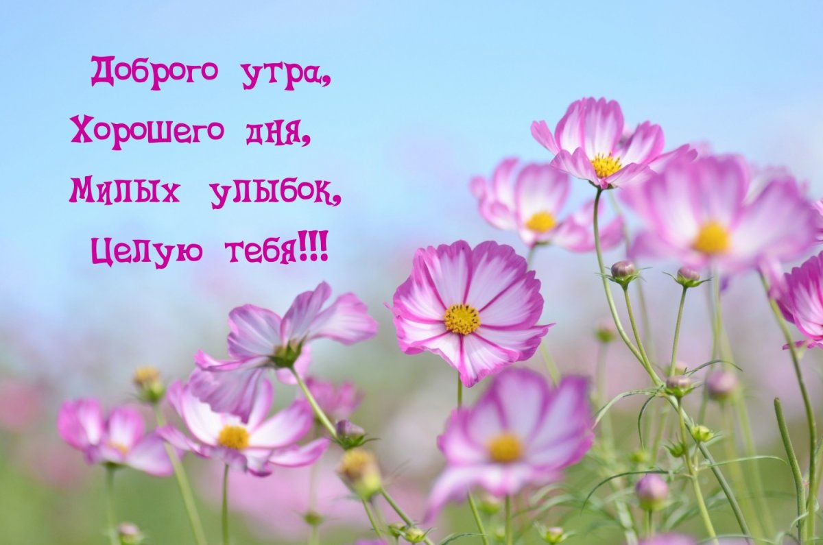 Открытки с добрым утром бесплатно мерцающие