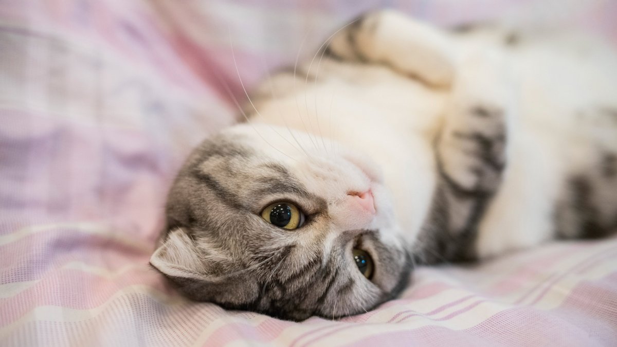 Шотландская вислоухая кошка