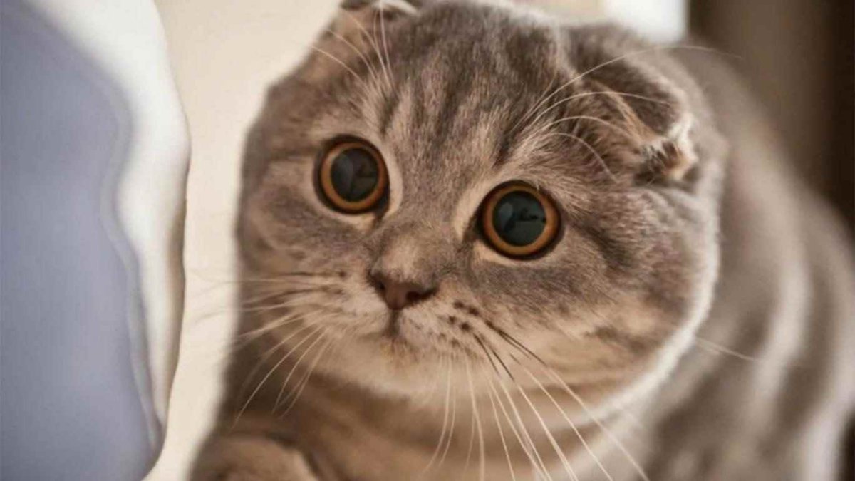 Шотландская вислоухая кошка