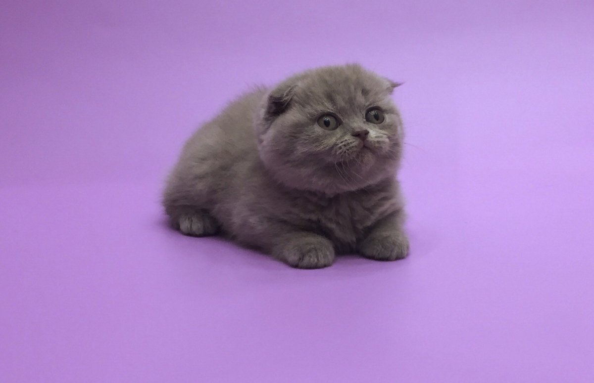 Сибирская вислоухая кошка