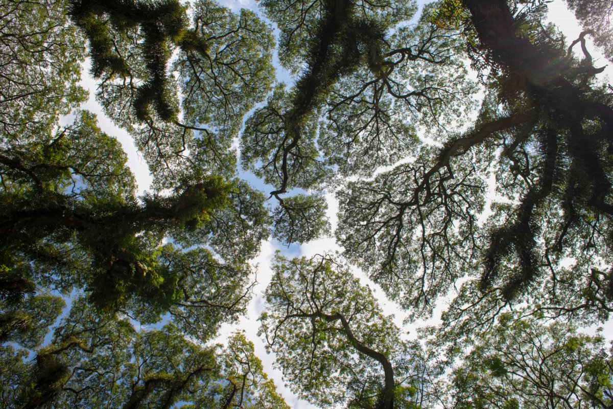 Феномен застенчивости кроны