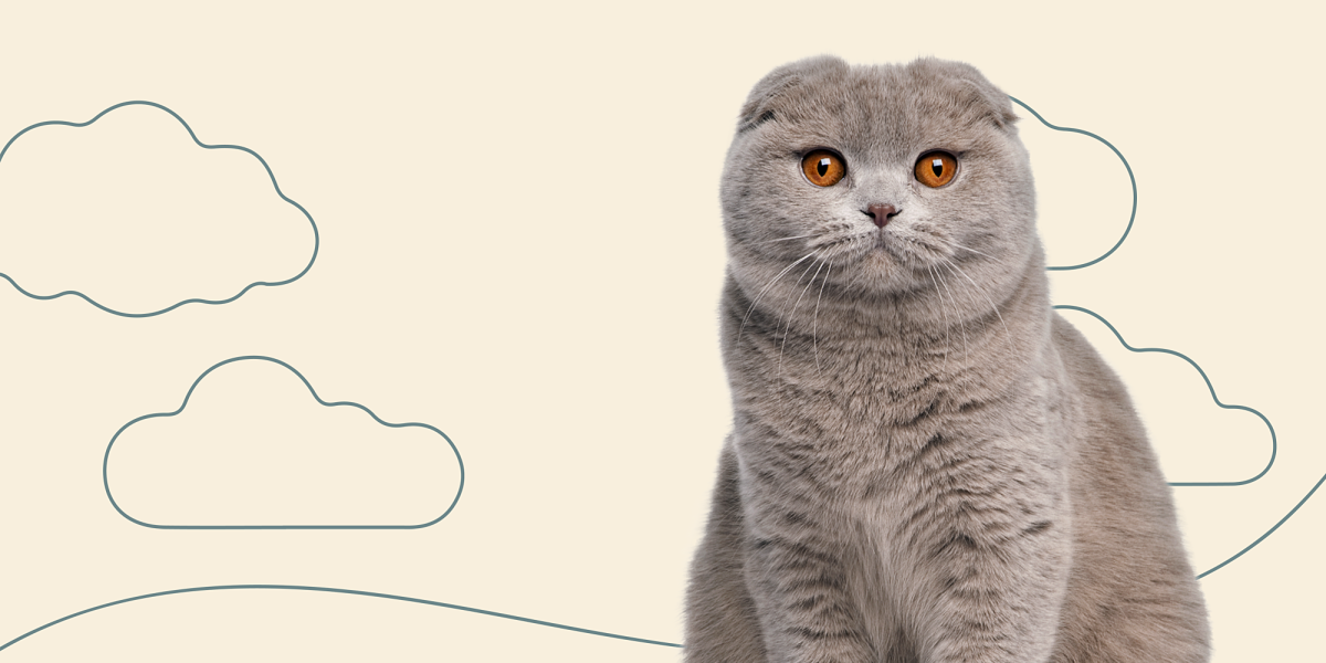 Кошки вислоухие британцы